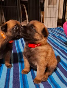 Reinrassige Malinois - Südliches Anhalt Libehna