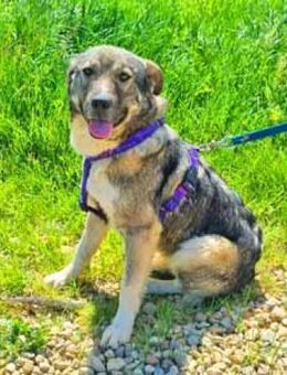 Celine ist anhänglich und liebenswert - Schwarmstedt