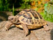 Griechische Landschildkröten, verschiedene Jahrgänge - Bürstadt