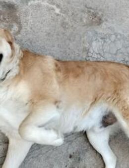 Bailey - Rieden (Rheinland-Pfalz)