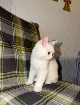 BKH Kitten 4 Monate Weiblich liebevoll - Ellerstadt