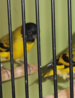 Magellanzeisige zu verkaufen - Grafenau (Bayern)