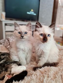 Heilige Birma/Ragdoll Kitten abzuheben - Kierspe