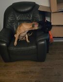 Malinois Welpe Dringend in 47661