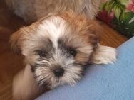 Shih Tzu Welpe - Kemnitz