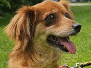 Korry - sanftes Hundemädchen sucht Gebor - Obertshausen