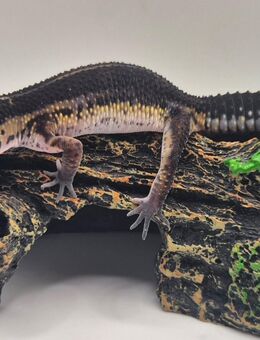 Wunderschöne superliebe BN Leopardgecko Jungtiere Weibchen 2025 abzugeben - Jüchen