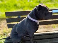 Deckrüde American Bully - Verden (Aller)
