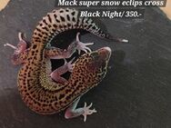 Leopardgecko weibchen Mack Super Snow cr. BN Eclipse - Winterthur