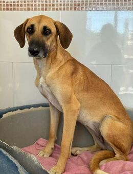 Africa kluge Schönheit - Geilenkirchen