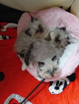 5 Zauberwesen suchen ab Mitte Januar ihr neues Personal - Niddatal Zentrum