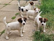 Jack Russell Terrier Welpen (3x Weibchen, 1x Rüde) - Kyritz