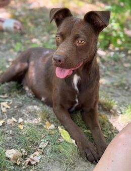 Weintraube / Bori LM - Schüchterne Schön - Neustadt (Rübenberge)