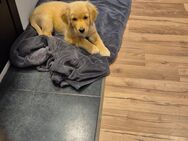 Golden Retriever Welpe weibchen - Schmelz