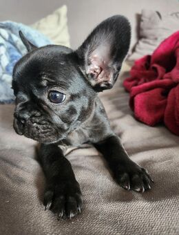 Reinrassige Französische Bulldoggen Welpen - Neuruppin