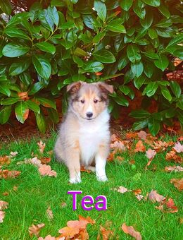 Sheltie Welpen mit Stammbaum suchen ein neues Zuhause - Emstek
