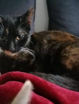 Bkh Mix kitten (nur noch die kleine) - Jüchen