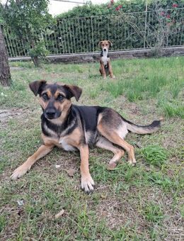 Iaia 💜💜💜 sanft, anhänglich,verschmust - Herxheim (Landau)