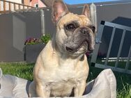 Französische Bulldog - Mönchengladbach