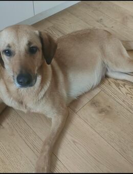 Wurfankündigung Labrador/ Golden-Retriever-Mix Welpen - Velburg