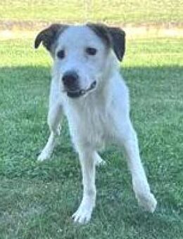 Natasha verspieltes Hundemädel - Hüllhorst