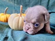 wahnsinnig schöne Frops welpen mit Ahnentafel, und untersuchten eltern mops / Franz. bulldogge - Erkelenz