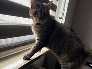 Europäische kurzhaar katze - Tauberbischofsheim