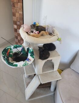Kitten in liebevolle Hände abzugeben - Wiesbaden Dotzheim