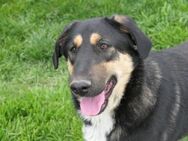 liebevolle Finnegan - Kallmünz