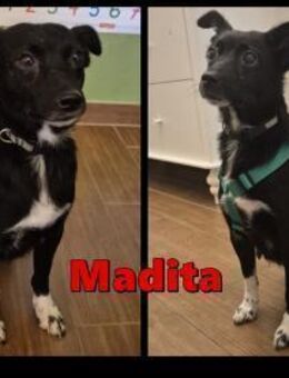 sehr kleine Madita sucht ihr Zuhause - Margetshöchheim