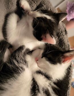 Mischling BLH/Hauskatze - Bockenem