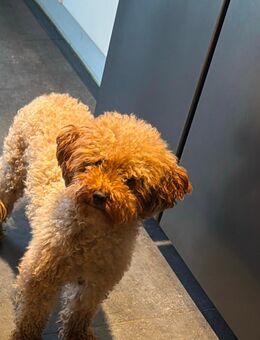 Zwergpudel - Gelnhausen