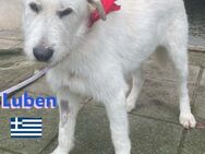 Luben, 04/22 - Wuschelkopf sucht Familie - Heppenheim (Bergstraße)