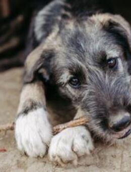 zuckersüße, verschmuste EDDA - Kallmünz