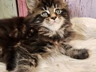 =^..^=Sehr typvolle Maine Coon kitten mit Stammbaum aus seriöser Zucht =^..^= - Bad Berleburg