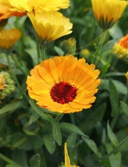 Ringelblumensamen Ringelblume Calendula Blumen Saatgut insektenfreundlich Pflanze gelb orange Blume Blumensamen Gartenblume Heilpflanze kräftige Blütenfarbe Naturkosmetik selbst machen heimisc Ringelblumensalbe Blumen samen Saat sun flower SWR Blumenwiese - Pfedelbach