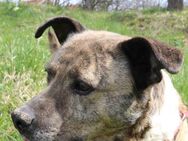 Rico alias der Familienhund - Kissing