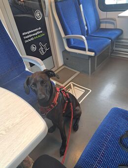 Labrador-Vizla Hündin abzugeben - Hattingen