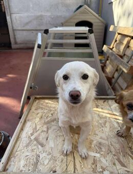 Kleine ❤️ 🐾 BIANCA sucht noch Zuhause - Eichendorf