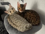 Bengal Katzen - Ludwigshafen (Rhein)