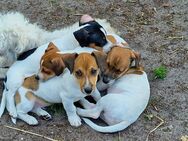 JackRussel Welpen - Ahausen