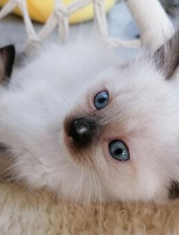 Zuckersüße Ragdoll/Heilige Birma Kitten abzugeben - Sinntal