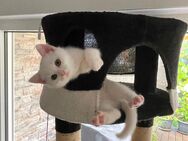 Zuckersüße British Shorthair Kitten (reinrassig) suchen ein liebevolles Zuhause! - Rheinbach