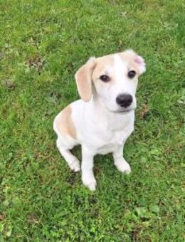 🐶 Buddy 5 Monate Beagle-Mix-Bub - Kassel
