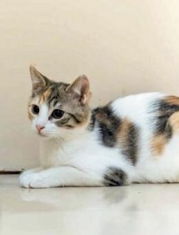 Hermione aus dem Tierschutz - Grevenbroich