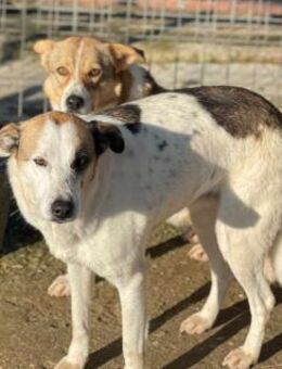 Ängstl. RONA sucht ein Zuhause - Neuberg