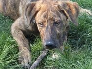 Traumhund Ted sucht sein Zuhause - Freilassing