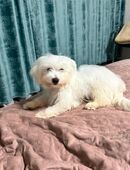 Malteser Welpen Mädchen in 45899