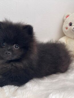 Pomeranian Zwergspitz Welpe reinrassig rüde - Weiden (Oberpfalz)