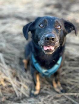 Tyson - umgänglicher Alltagsbegleiter - Löwenberger Land